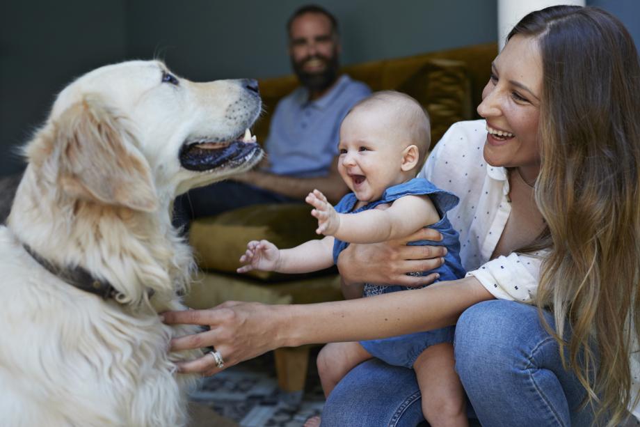 Как да запознаем кучето с бебето   